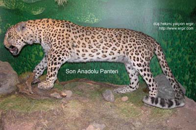 Anadolu Panteri, Leopar, Pars.. (ARV)