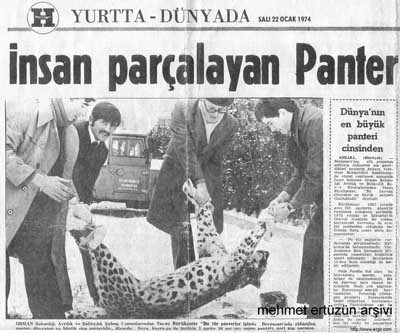Anadolu Panteri, Leopar, Pars.. (ARV)