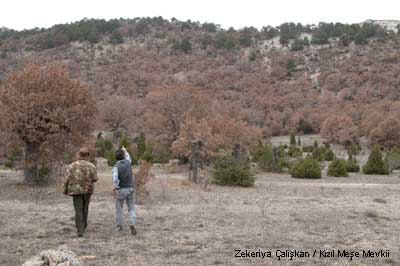 Anadolu Panteri, Leopar, Pars.. (ARV)