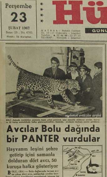 Anadolu Panteri, Leopar, Pars.. (ARV)