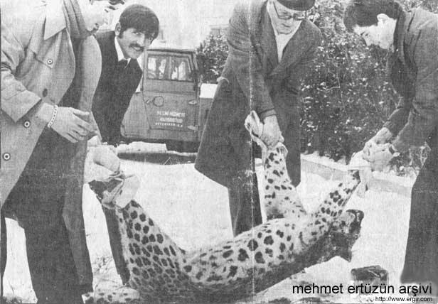 Anadolu Panteri, Leopar, Pars.. (ARV)